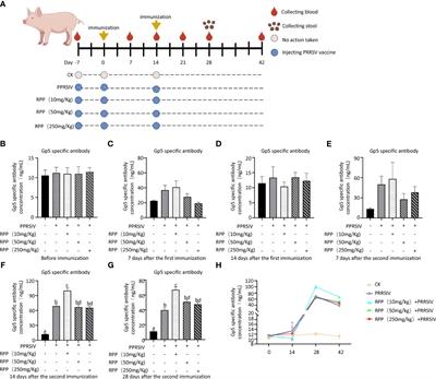 Integrated microbiome and metabolome analysis reveals that new insight into Radix pseudostellariae polysaccharide enhances PRRSV inactivated vaccine